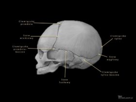 mózgowie - Portal wymiany wiedzy o ultrasonografii - Eduson